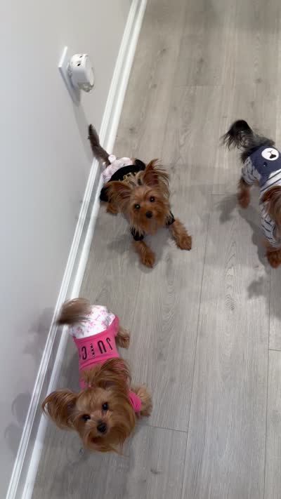 Gucci, a male Yorkshire Terrier for sale in Alpharetta, GA – 3 of 4