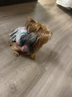 Chloe, a female Yorkshire Terrier for sale in Alpharetta, GA – 2 of 2