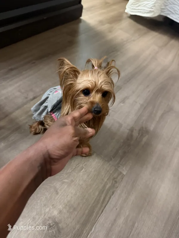 Chloe – Yorkshire Terrier puppy for sale in Alpharetta, GA