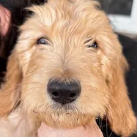 JJ, a female Goldendoodle for sale in Billings, MT – Photo 1 of 2
