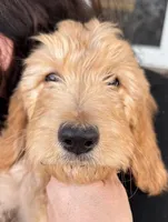 JJ, a female Goldendoodle for sale in Billings, MT – Photo 1 of 2