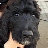 Rhi Rhi, a female Goldendoodle for sale in Billings, MT – Photo 1 of 2