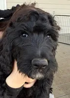 Rhi Rhi, a female Goldendoodle for sale in Billings, MT – Photo 1 of 2