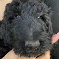 Slinky, a female Goldendoodle for sale in Billings, MT – Photo 1 of 2