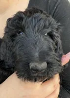 Slinky, a female Goldendoodle for sale in Billings, MT – Photo 1 of 2