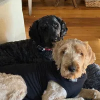 Slinky, a female Goldendoodle for sale in Billings, MT – Photo 2 of 2