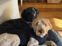 Matt, a male Goldendoodle for sale in Billings, MT – Photo 2 of 2