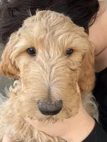 Matt, a male Goldendoodle for sale in Billings, MT – Photo 1 of 2