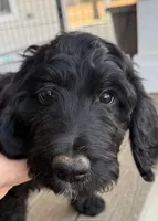 Mini Bean, a female Goldendoodle for sale in Billings, MT – Photo 1 of 2