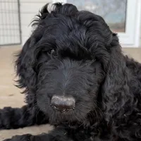 Piglet, a female Goldendoodle for sale in Billings, MT – Photo 1 of 2