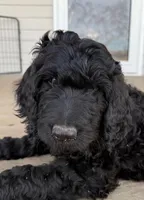 Piglet, a female Goldendoodle for sale in Billings, MT – Photo 1 of 2