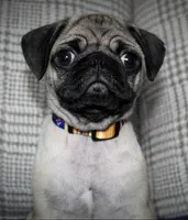 Otis, a male Pug for sale in Chatsworth, GA – Photo 1 of 4