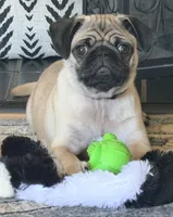 Otis, a male Pug for sale in Chatsworth, GA – Photo 3 of 4