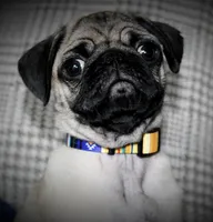 Otis, a male Pug for sale in Chatsworth, GA – Photo 2 of 4