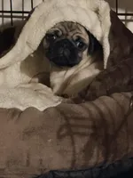 Otis, a male Pug for sale in Chatsworth, GA – Photo 4 of 4