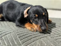 Nova, a female Australian Shepherd and Dachshund for sale in West Covina, CA – 4 of 4