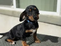 Nova, a female Australian Shepherd and Dachshund for sale in West Covina, CA – 2 of 4