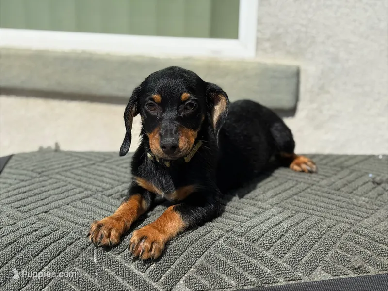 Nova – Australian Shepherd, Dachshund puppy for sale in West Covina, CA