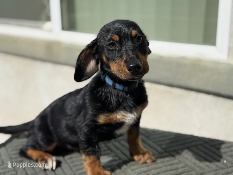 Bluey – Australian Shepherd, Dachshund puppy for sale in West Covina, CA