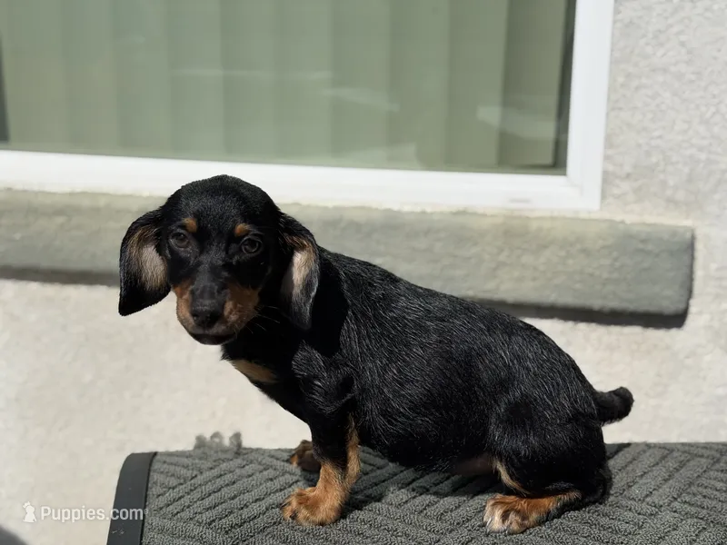 Chunky  – Australian Shepherd, Dachshund puppy for sale in West Covina, CA