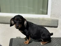 Chunky , a male Australian Shepherd and Dachshund for sale in West Covina, CA – 1 of 1