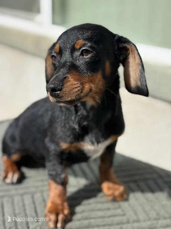 Pinky  – Australian Shepherd, Dachshund puppy for sale in West Covina, CA