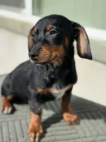 Pinky , a female Australian Shepherd and Dachshund for sale in West Covina, CA – 1 of 1