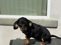 Nova, a female Australian Shepherd and Dachshund for sale in West Covina, CA – 3 of 4