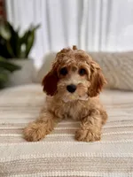 Max, a male Cavapoo for sale in Snow Hill, NC – 3 of 5