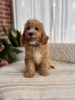 Archie, a male Cavapoo for sale in Snow Hill, NC – 1 of 5