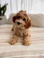 Max, a male Cavapoo for sale in Snow Hill, NC – 2 of 5