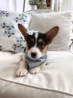 Bryn, a female Pembroke Welsh Corgi for sale in Snow Hill, NC – 1 of 4