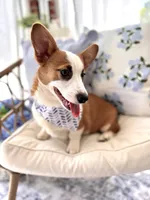 Jasper, a male Pembroke Welsh Corgi for sale in Snow Hill, NC – Photo 2 of 3