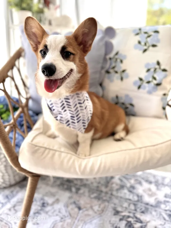 Jasper – Pembroke Welsh Corgi puppy for sale in Snow Hill, NC