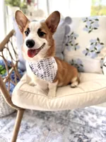 Jasper, a male Pembroke Welsh Corgi for sale in Snow Hill, NC – Photo 1 of 3