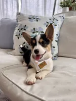 Mable , a female Pembroke Welsh Corgi for sale in Snow Hill, NC – 1 of 5
