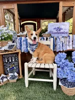 Rocky, a male Pembroke Welsh Corgi for sale in Snow Hill, NC – 1 of 4