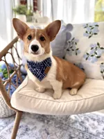 Finn, a male Pembroke Welsh Corgi for sale in Snow Hill, NC – Photo 1 of 3