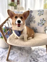 Finn, a male Pembroke Welsh Corgi for sale in Snow Hill, NC – Photo 2 of 3