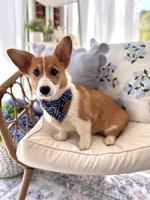 Finn, a male Pembroke Welsh Corgi for sale in Snow Hill, NC – Photo 3 of 3