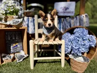 Bandit, a male Pembroke Welsh Corgi for sale in Snow Hill, NC – 3 of 3