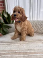 Archie, a male Cavapoo for sale in Snow Hill, NC – 2 of 5