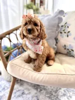 Pearl , a female Cavapoo and Cavalier King Charles Spaniel for sale in Snow Hill, NC – 3 of 3