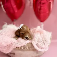 Pearl , a female Cavapoo and Cavalier King Charles Spaniel for sale in Snow Hill, NC – Photo 3 of 3