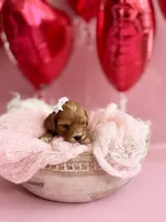 Pearl , a female Cavapoo and Cavalier King Charles Spaniel for sale in Snow Hill, NC – Photo 3 of 3