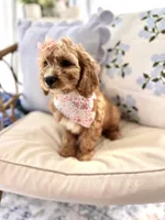 Pearl , a female Cavapoo and Cavalier King Charles Spaniel for sale in Snow Hill, NC – 2 of 3