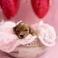 Pearl , a female Cavapoo and Cavalier King Charles Spaniel for sale in Snow Hill, NC – Photo 2 of 3