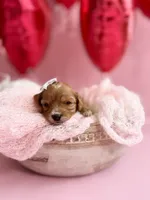 Pearl , a female Cavapoo and Cavalier King Charles Spaniel for sale in Snow Hill, NC – Photo 2 of 3