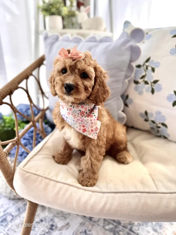 Pearl  – Cavapoo, Cavalier King Charles Spaniel puppy for sale in Snow Hill, NC