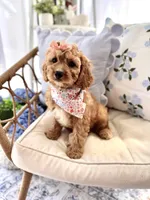 Pearl , a female Cavapoo and Cavalier King Charles Spaniel for sale in Snow Hill, NC – 1 of 3